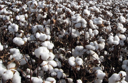 棉花库存中每张的吨数是如何规定的？这个规定对库存管理有何意义？  第1张