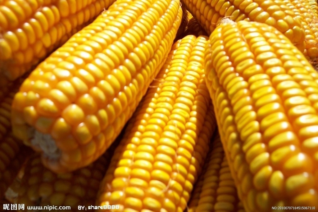 玉米市场价格该如何探寻？价格受哪些因素影响？  第1张