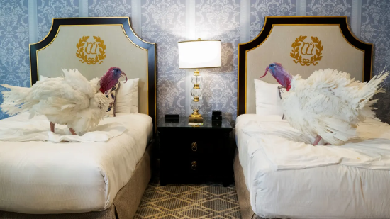 特朗普特赦感恩节火鸡，抨击拜登并称乌克兰和平协议“已近在咫尺”  第2张